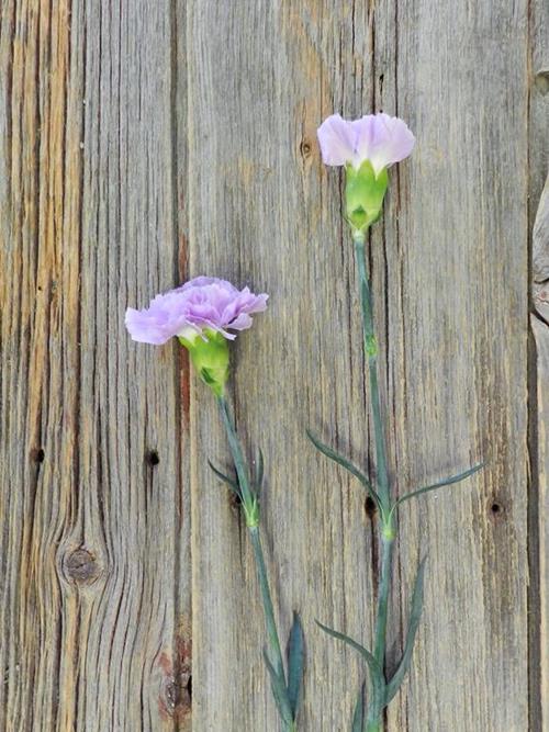 MOONAQUA LAVENDER CARNATIONS